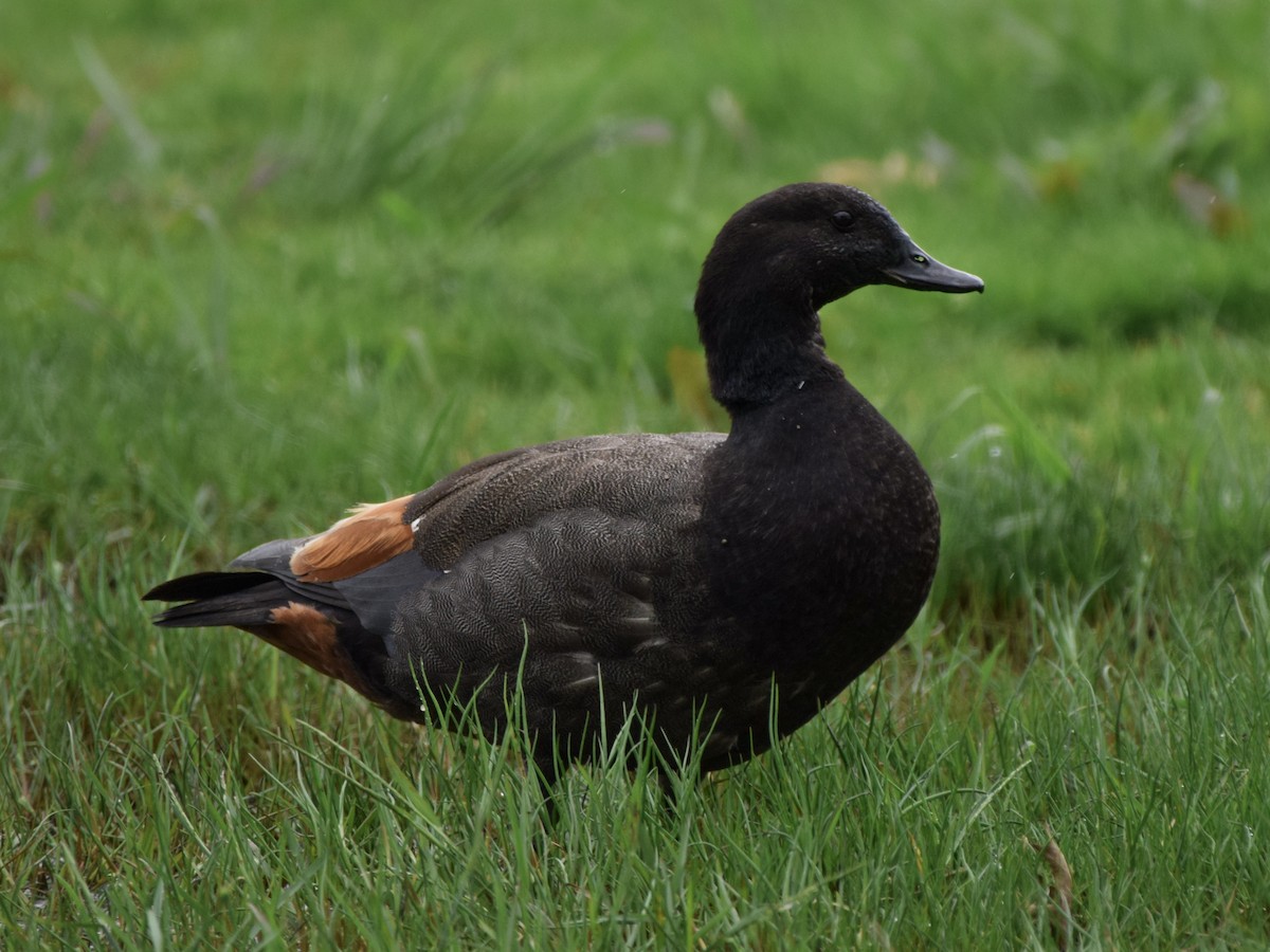 Tarro Maorí - ML646020379