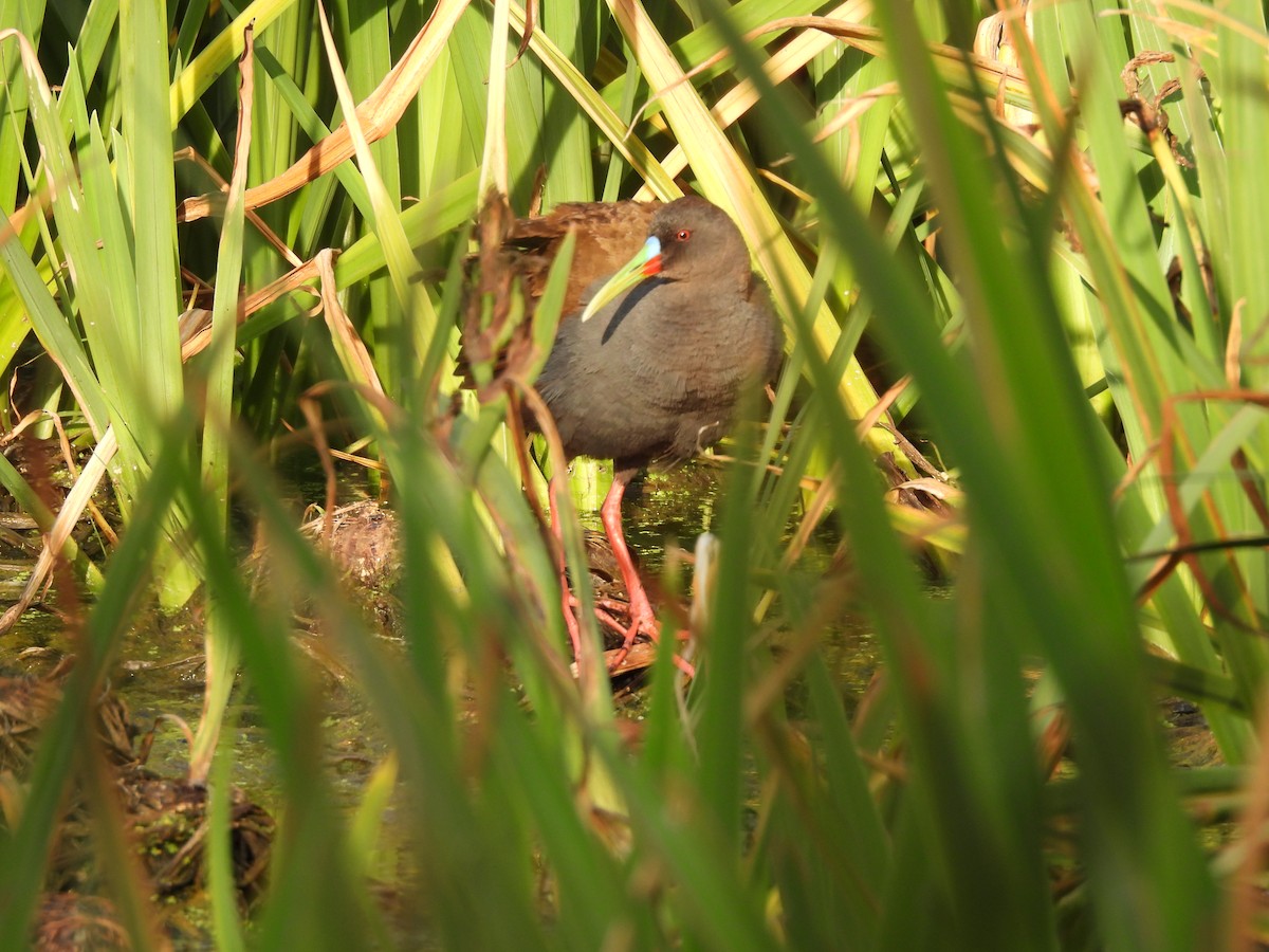 Kurşuni Sukılavuzu - ML646020382