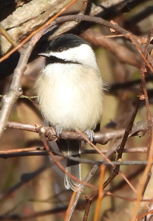 Каролинская гаичка - ML646020383