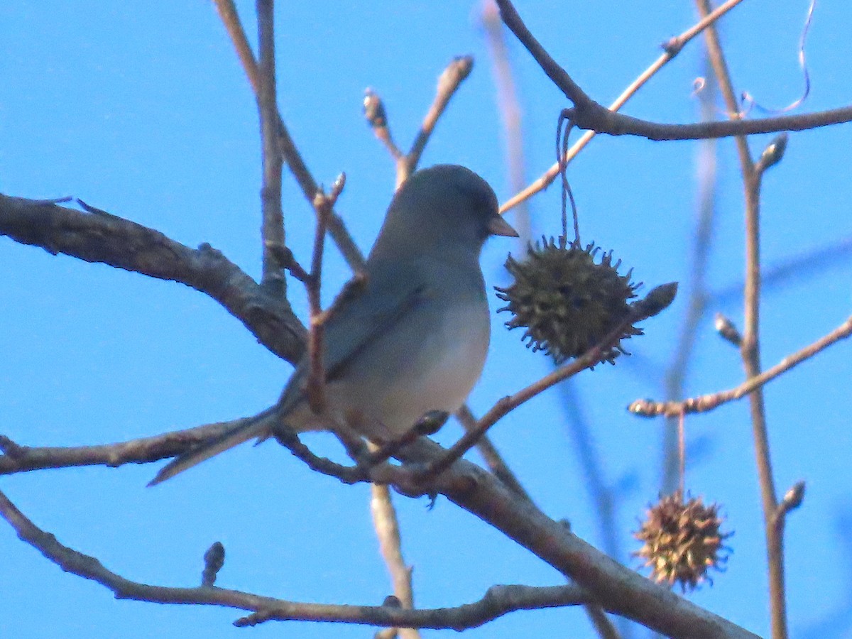 Dark-eyed Junco - ML646020384