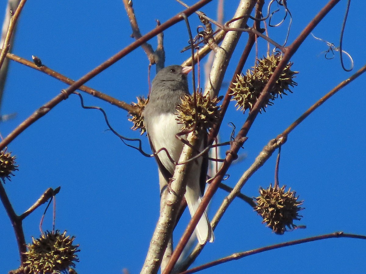 Dark-eyed Junco - ML646020385