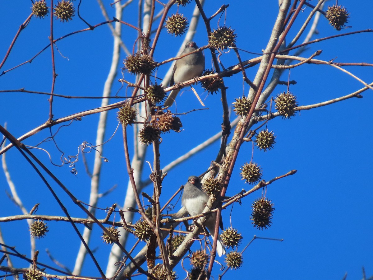 Dark-eyed Junco - ML646020386