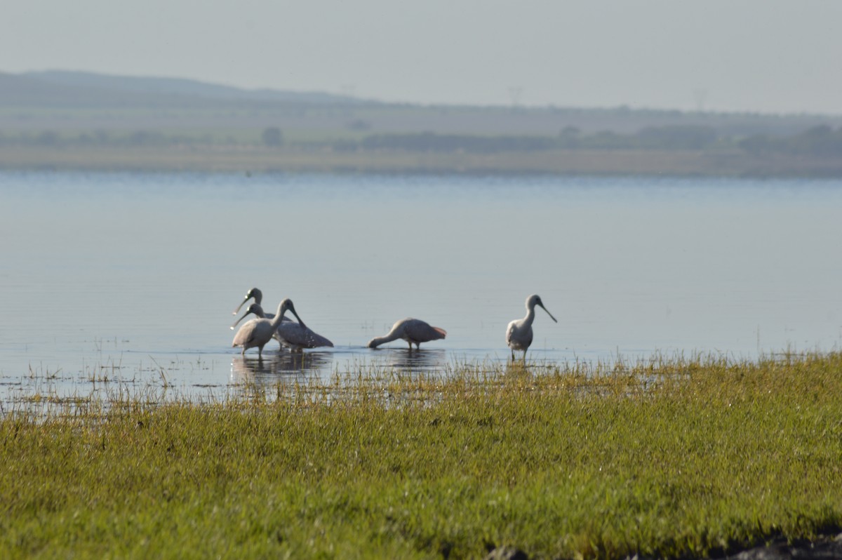 Roseate Spoonbill - ML646020388
