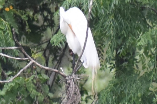 Garceta Grande - ML646020390