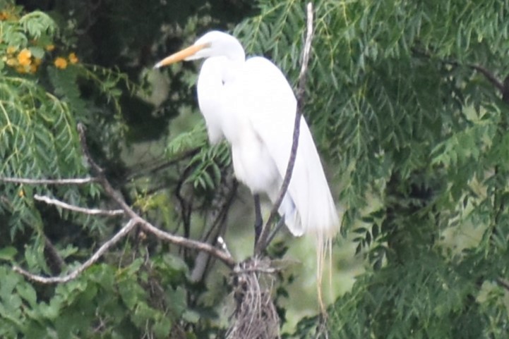 Garceta Grande - ML646020391