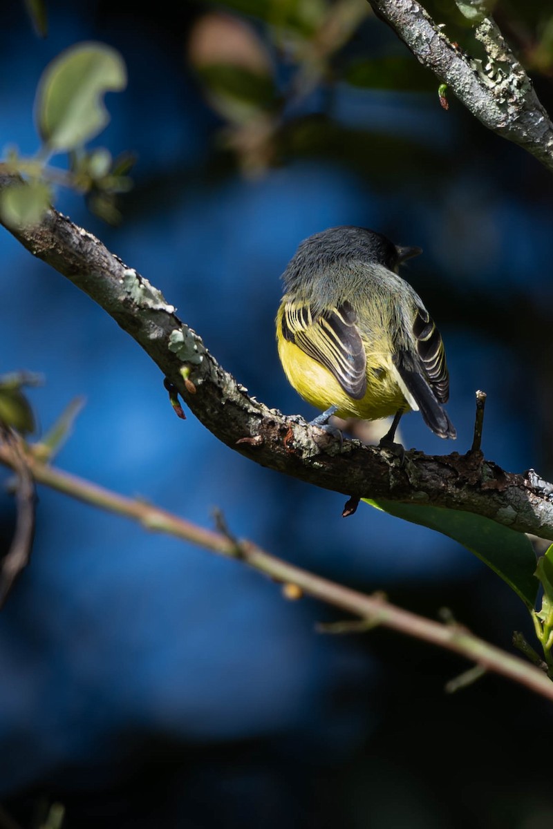 ハシナガタイランチョウ - ML646020396