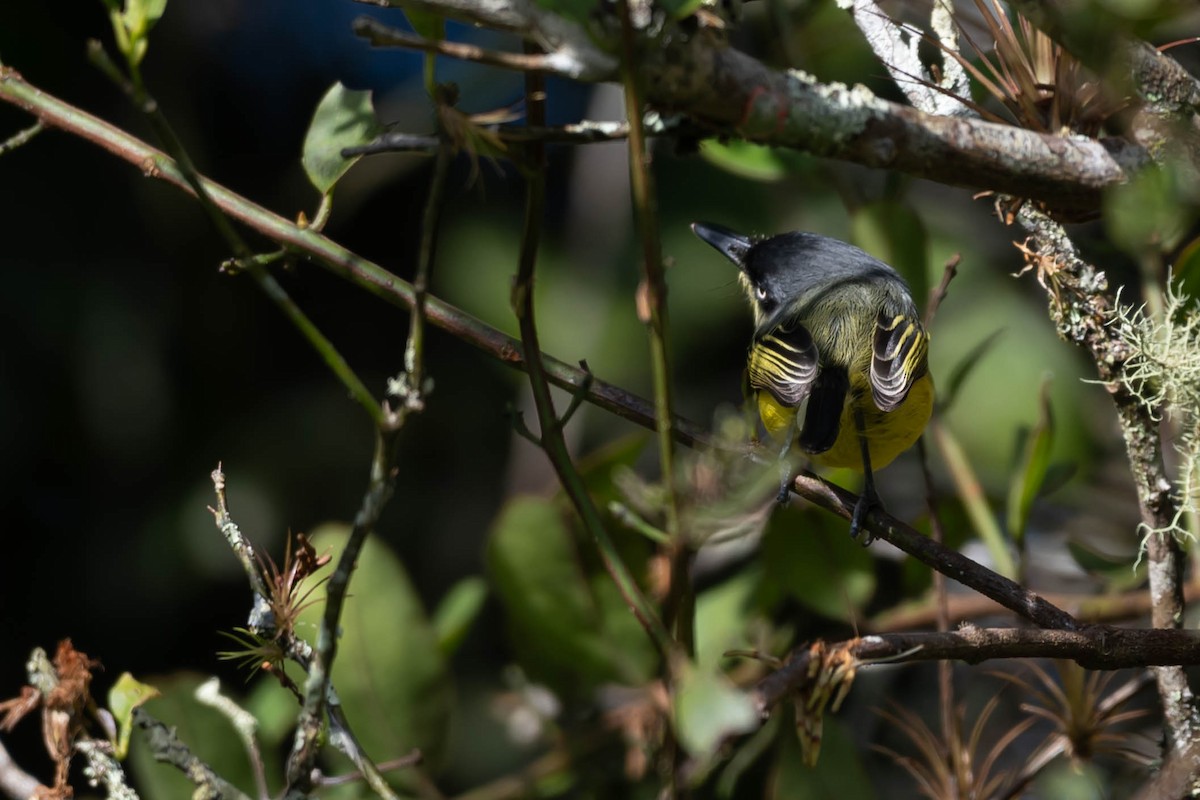 ハシナガタイランチョウ - ML646020397