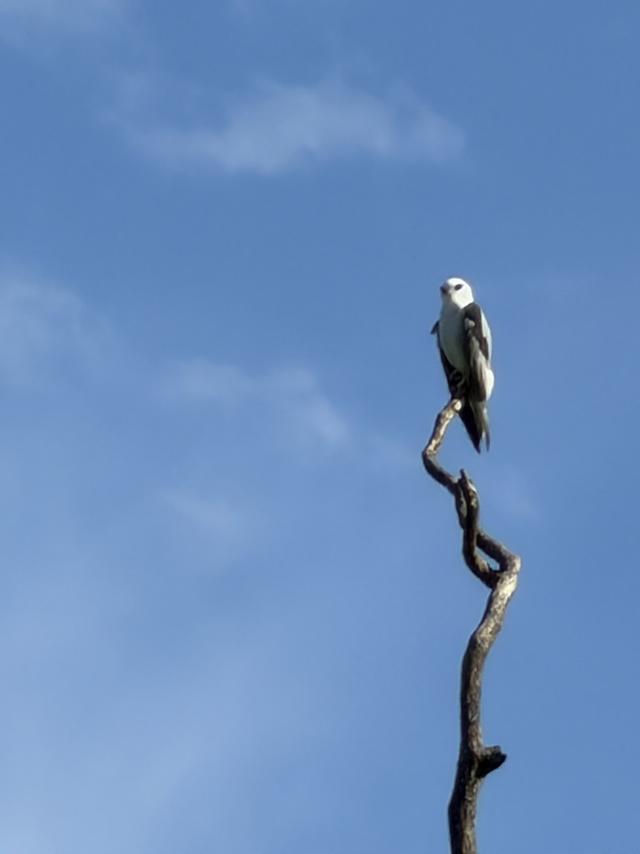 Black-shouldered Kite - ML646020399
