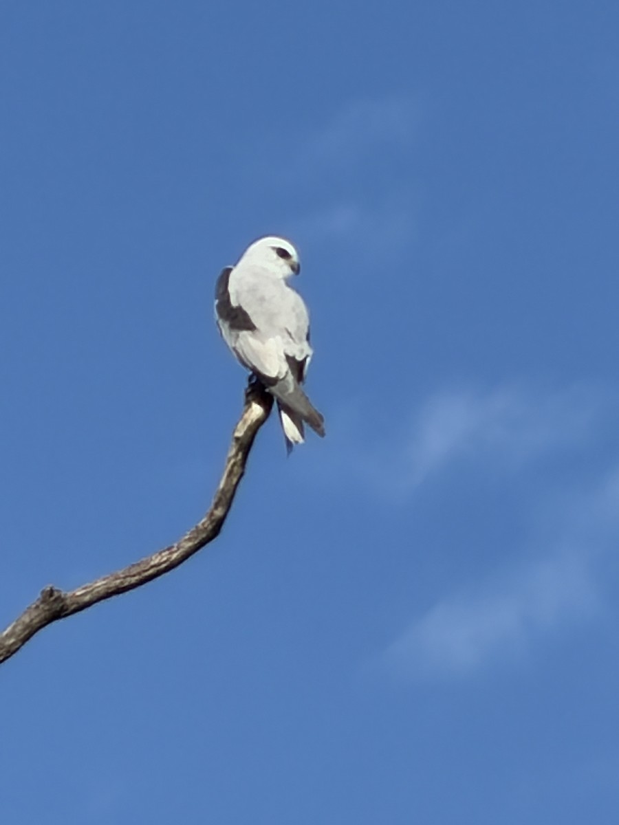 Black-shouldered Kite - ML646020400