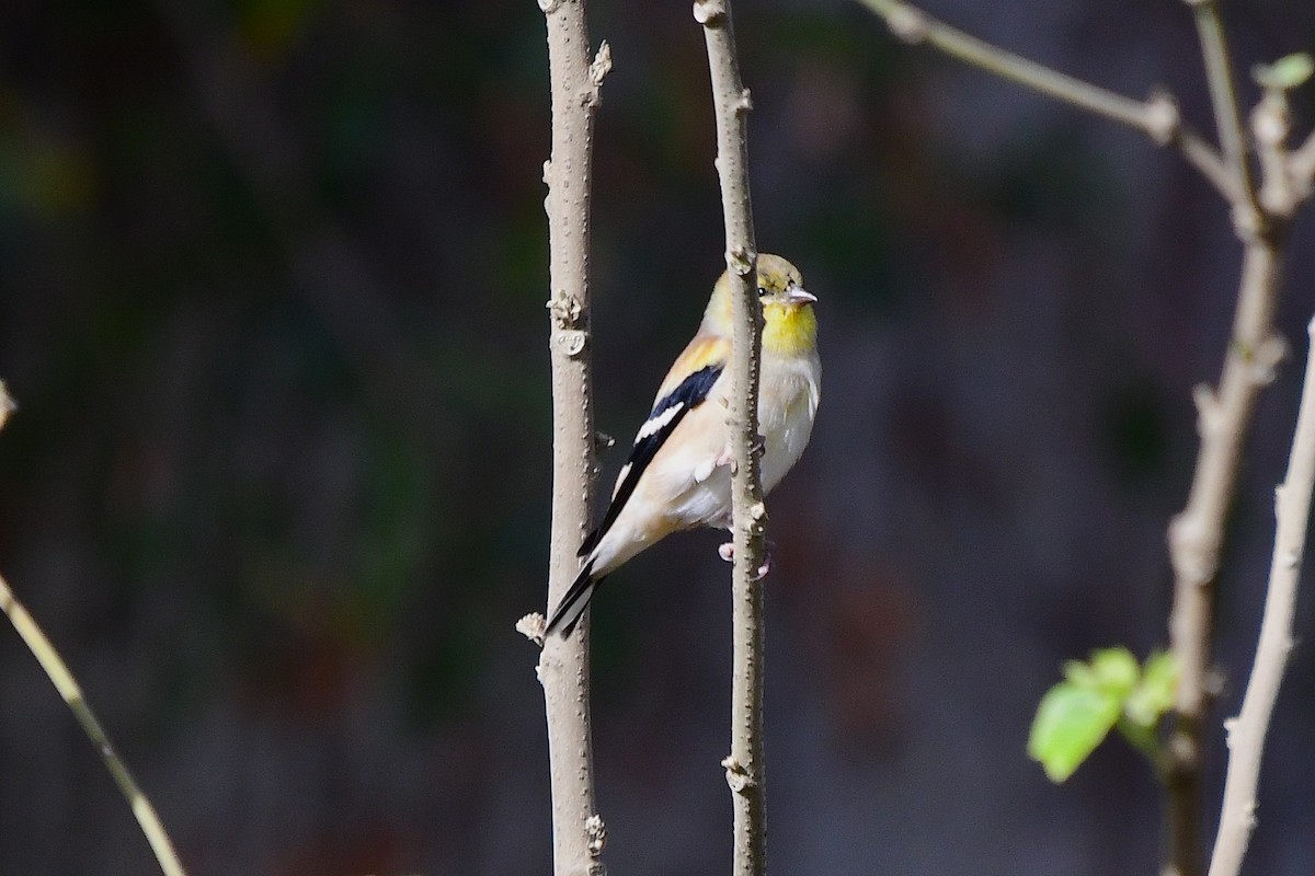 Altın İskete - ML646020401