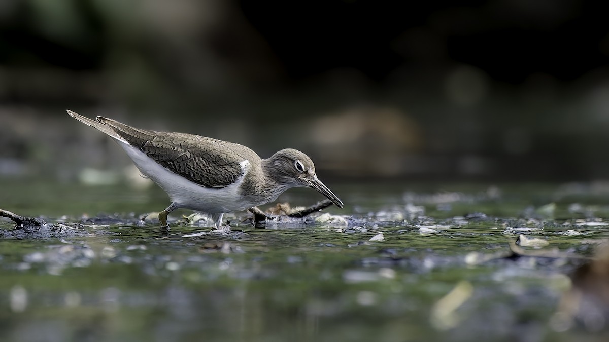 Common Sandpiper - ML646020402