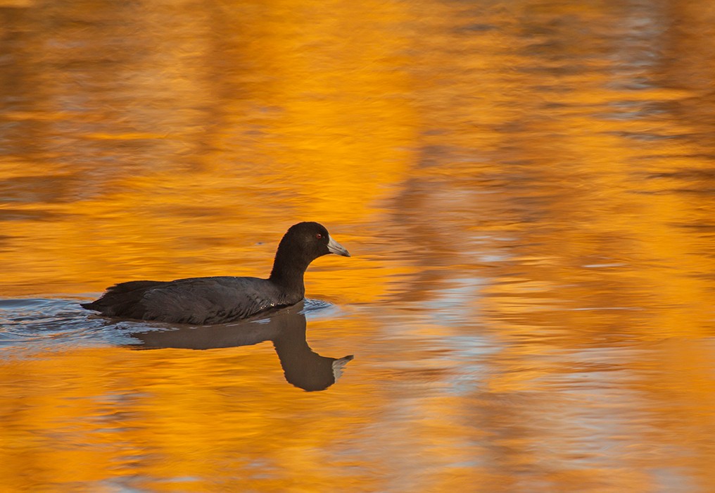 American Coot - ML646020403