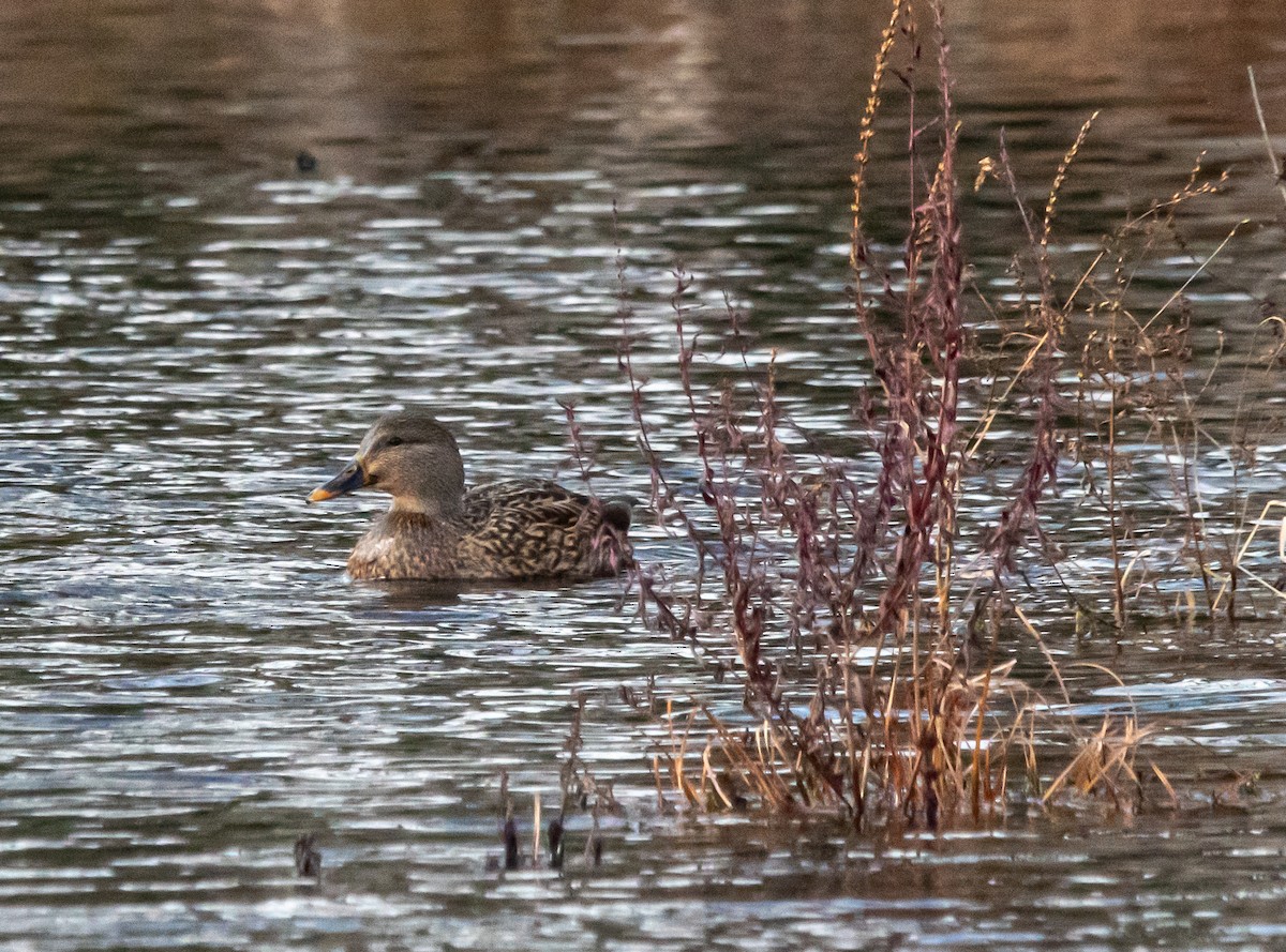 オカヨシガモ - ML646020406