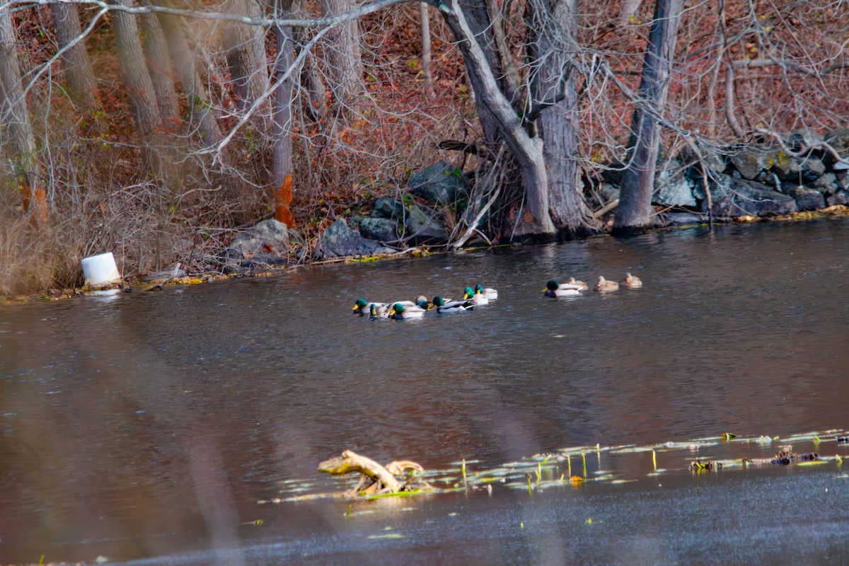 オカヨシガモ - ML646020407