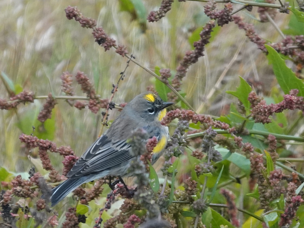 Yellow-rumped Warbler (Audubon's) - ML646020408