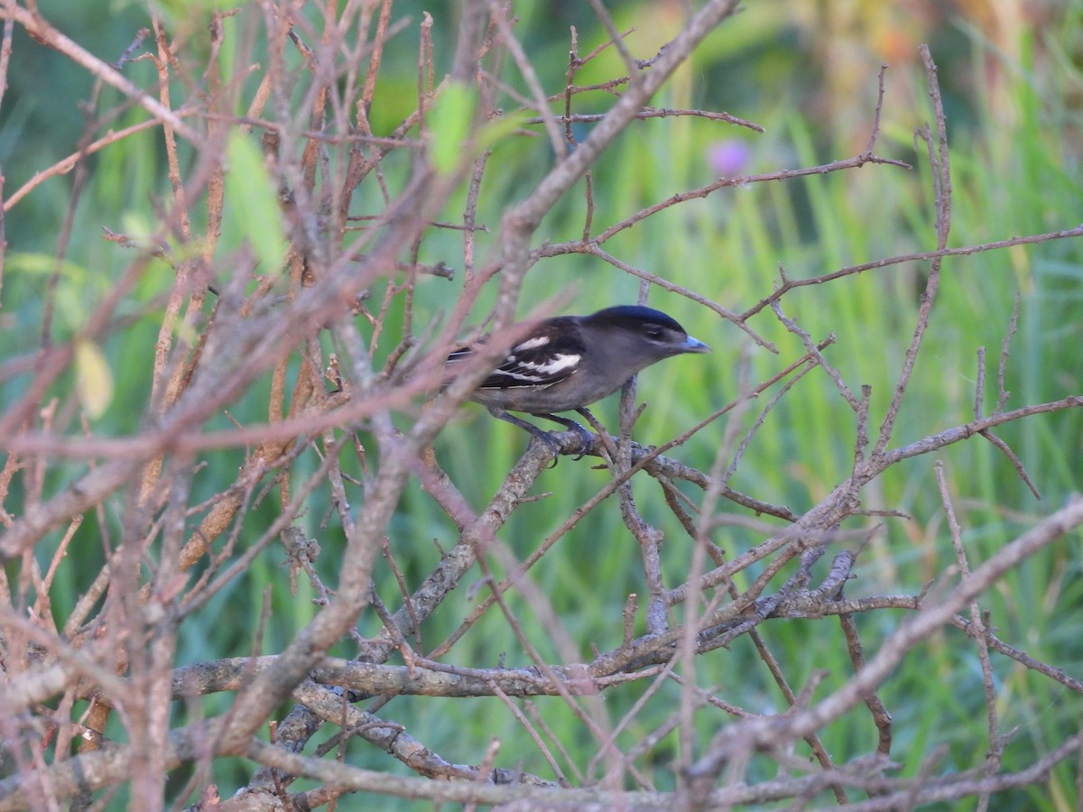 ハジロカザリドリモドキ - ML646020410