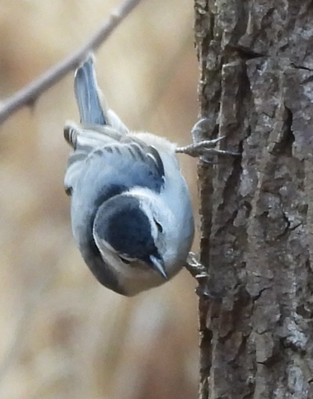 Sittelle à poitrine blanche - ML646020411