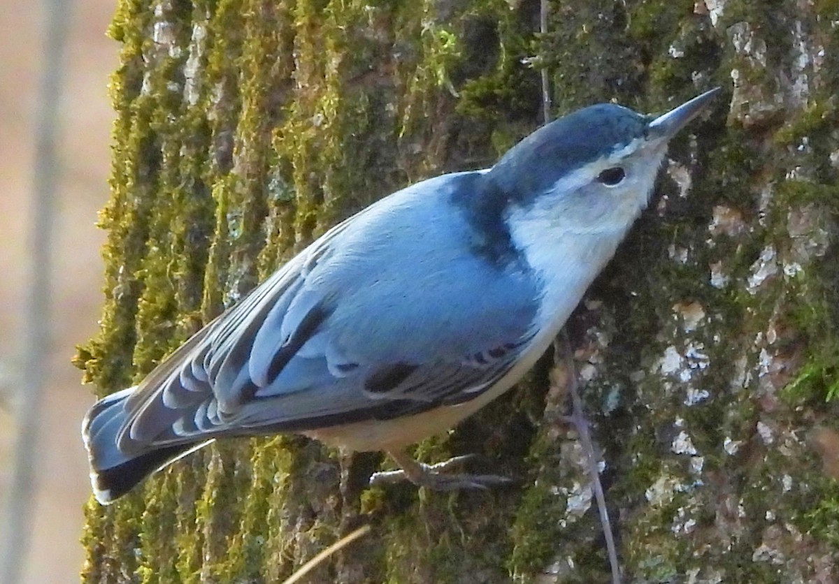 Sittelle à poitrine blanche - ML646020412