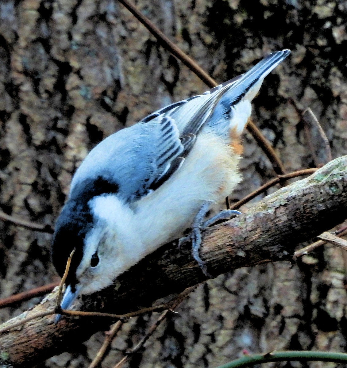 Sittelle à poitrine blanche - ML646020413