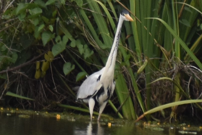 ナンベイアオサギ - ML646020414