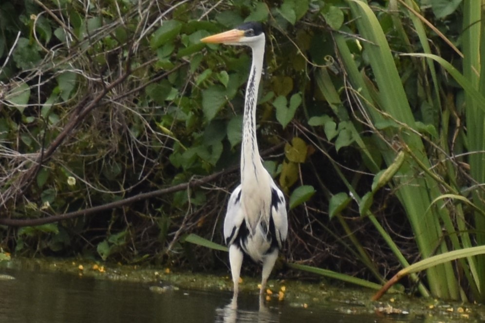 ナンベイアオサギ - ML646020415