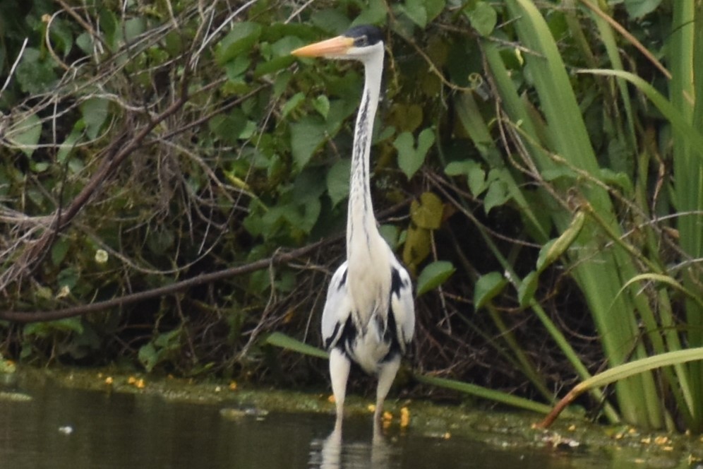 ナンベイアオサギ - ML646020416