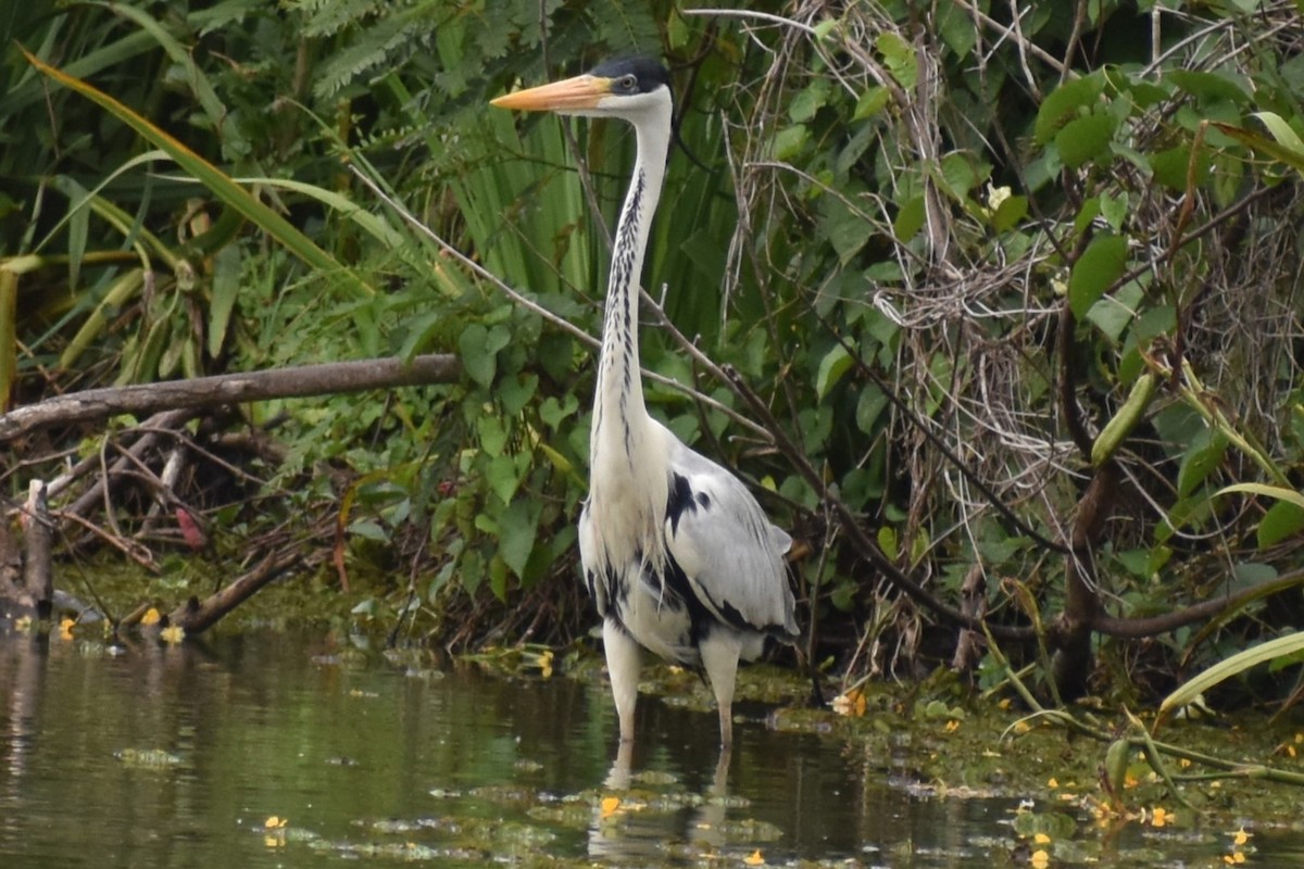 ナンベイアオサギ - ML646020417