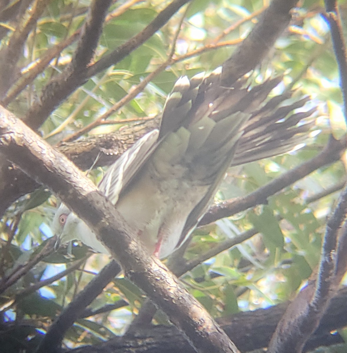 レンジャクバト - ML646020418