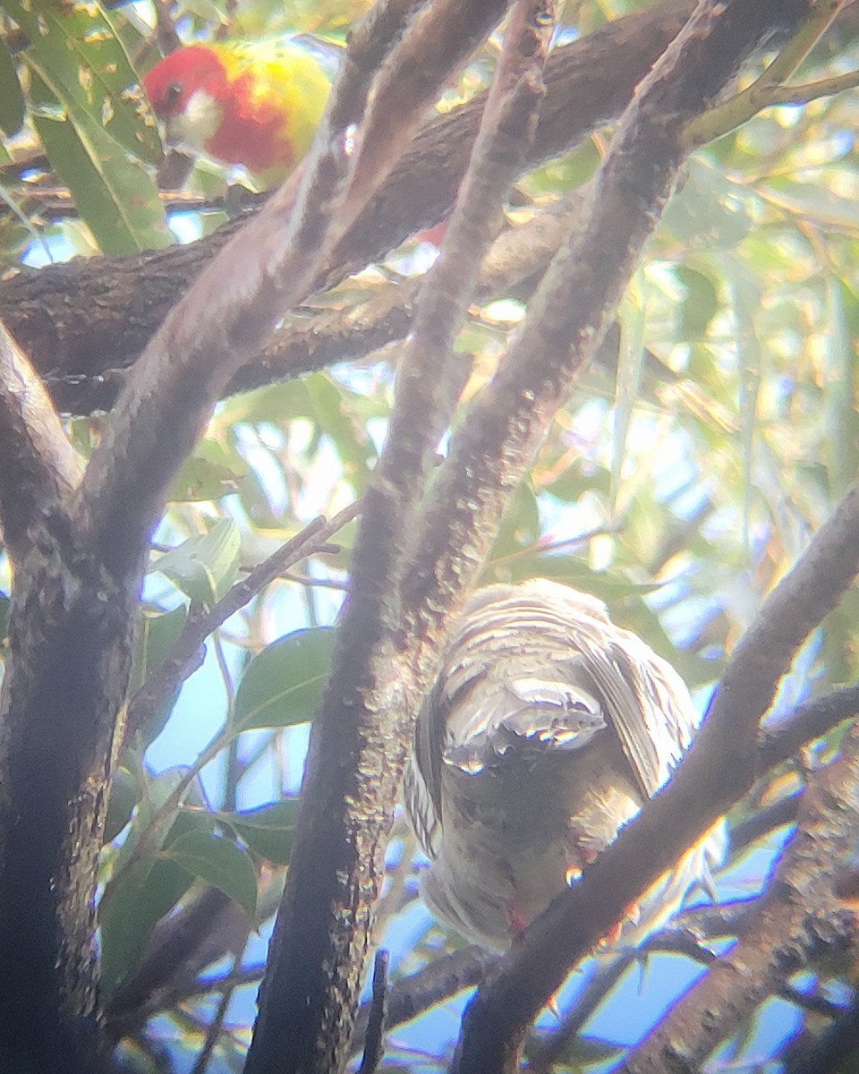 レンジャクバト - ML646020419