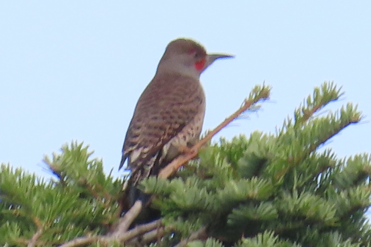 ハシボソキツツキ - ML646020420