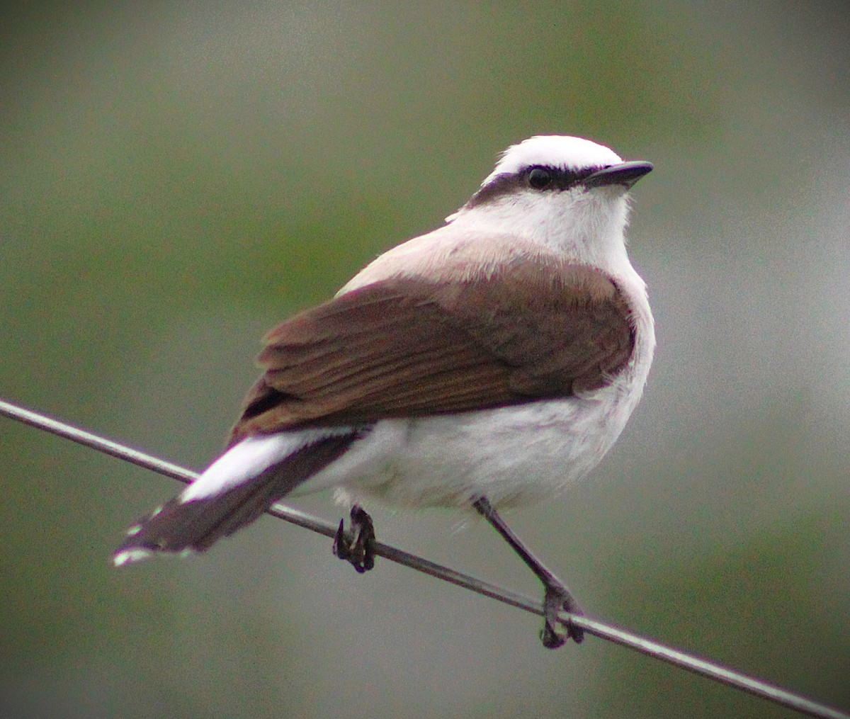 マダラタイランチョウ - ML646020421