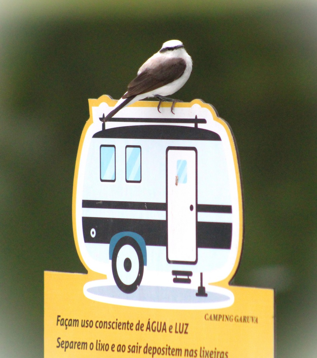 マダラタイランチョウ - ML646020422