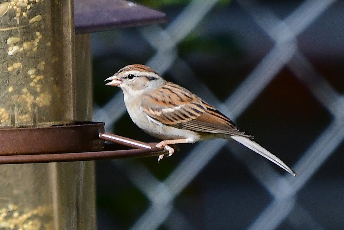 チャガシラヒメドリ - ML646020423