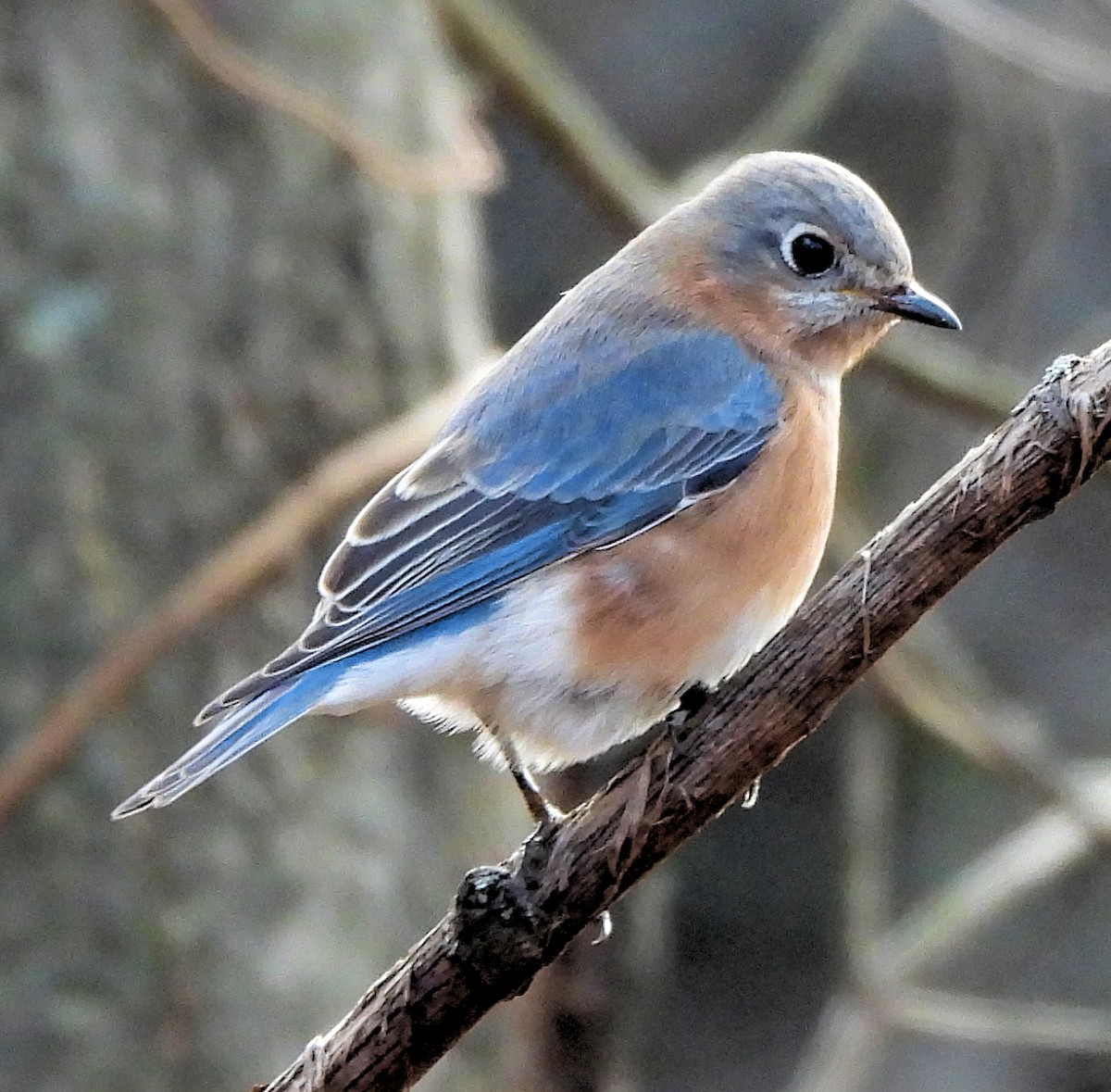 ルリツグミ - ML646020424