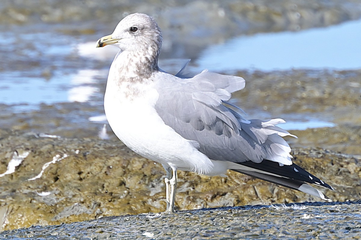 カリフォルニアカモメ - ML646020425