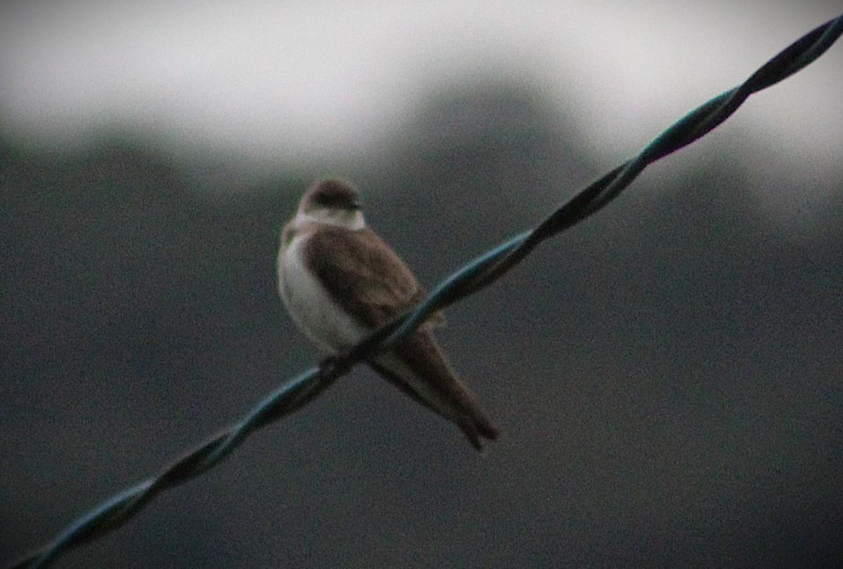 オビナシショウドウツバメ - ML646020426