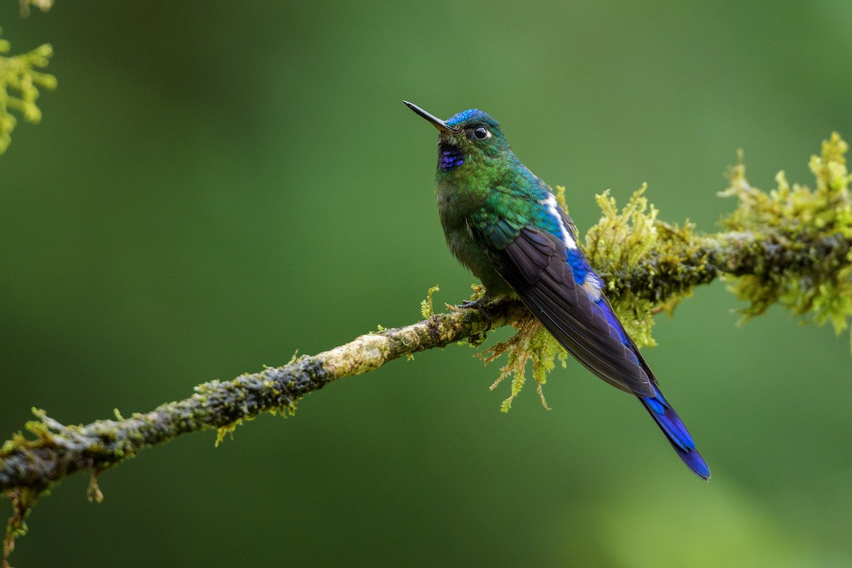 ムラサキフタオハチドリ - ML646020428