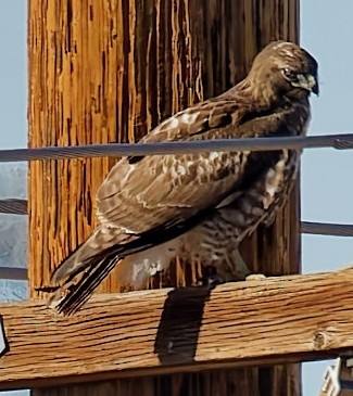 アカオノスリ - ML646020430