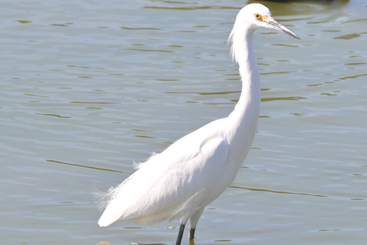 ユキコサギ - ML646020432