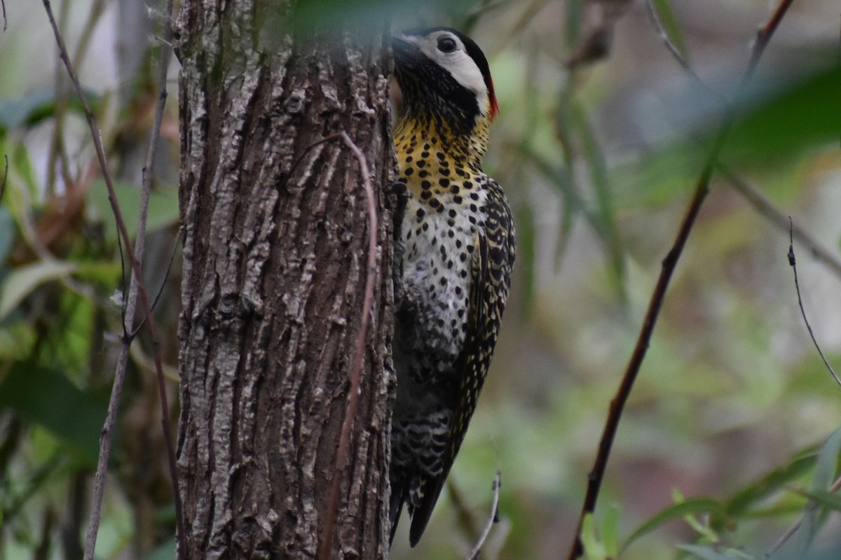 アオシマオゲラ - ML646020433