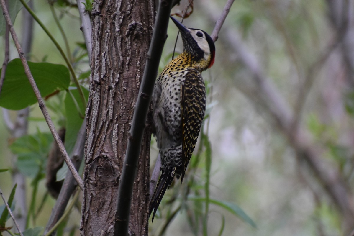 アオシマオゲラ - ML646020434