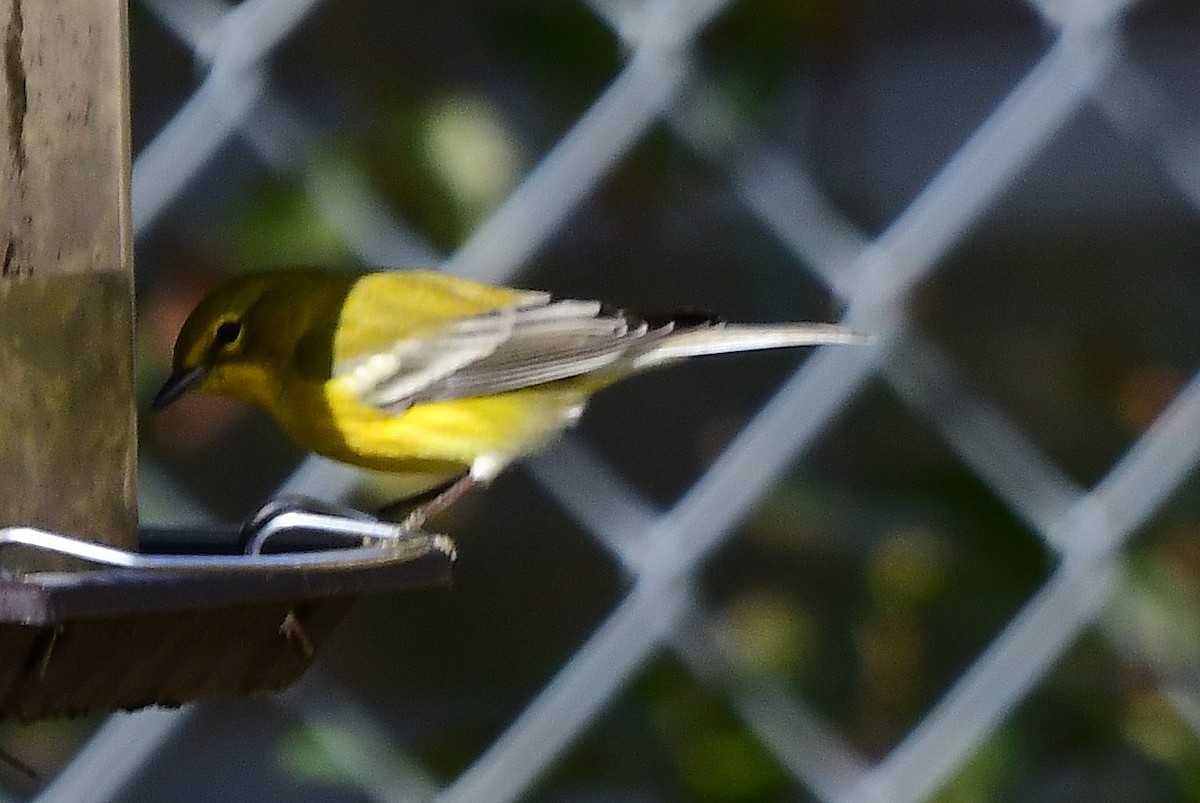 マツアメリカムシクイ - ML646020435