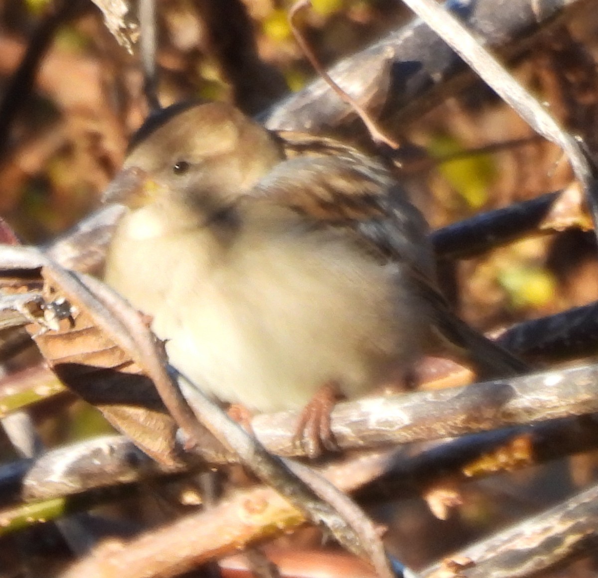 イエスズメ - ML646020441