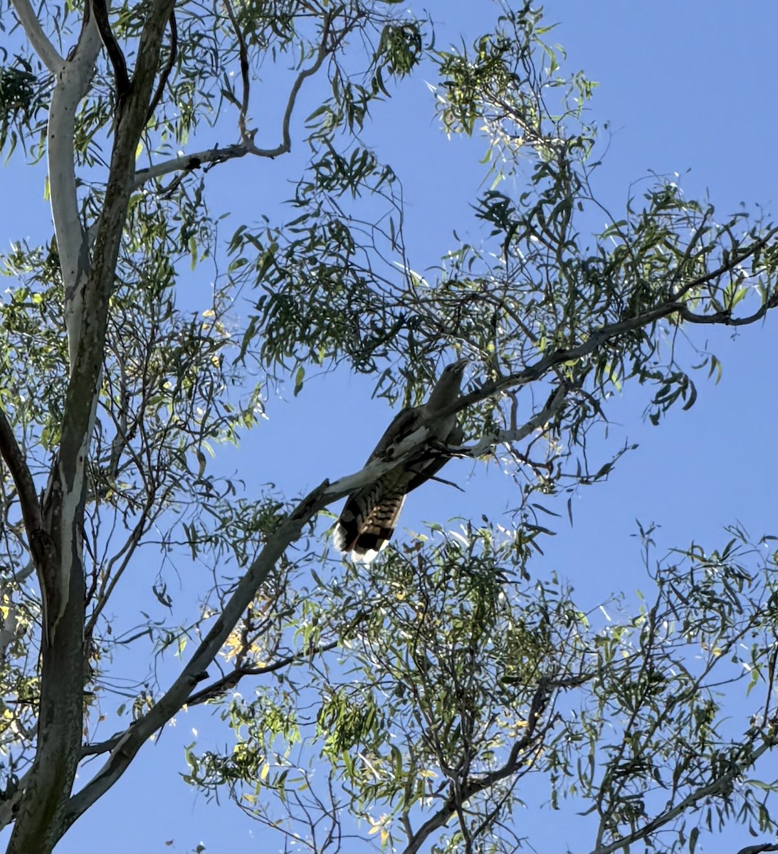 オオオニカッコウ - ML646020442