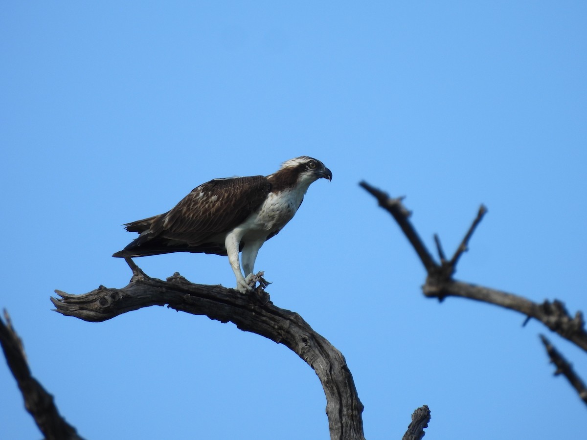 ミサゴ - ML646020443