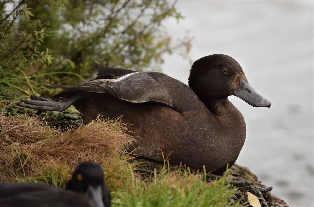 ニュージーランドスズガモ - ML646020448