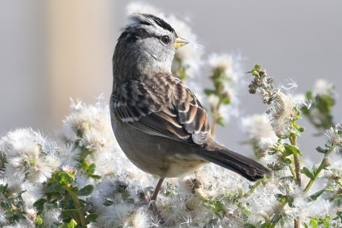 ミヤマシトド - ML646020449