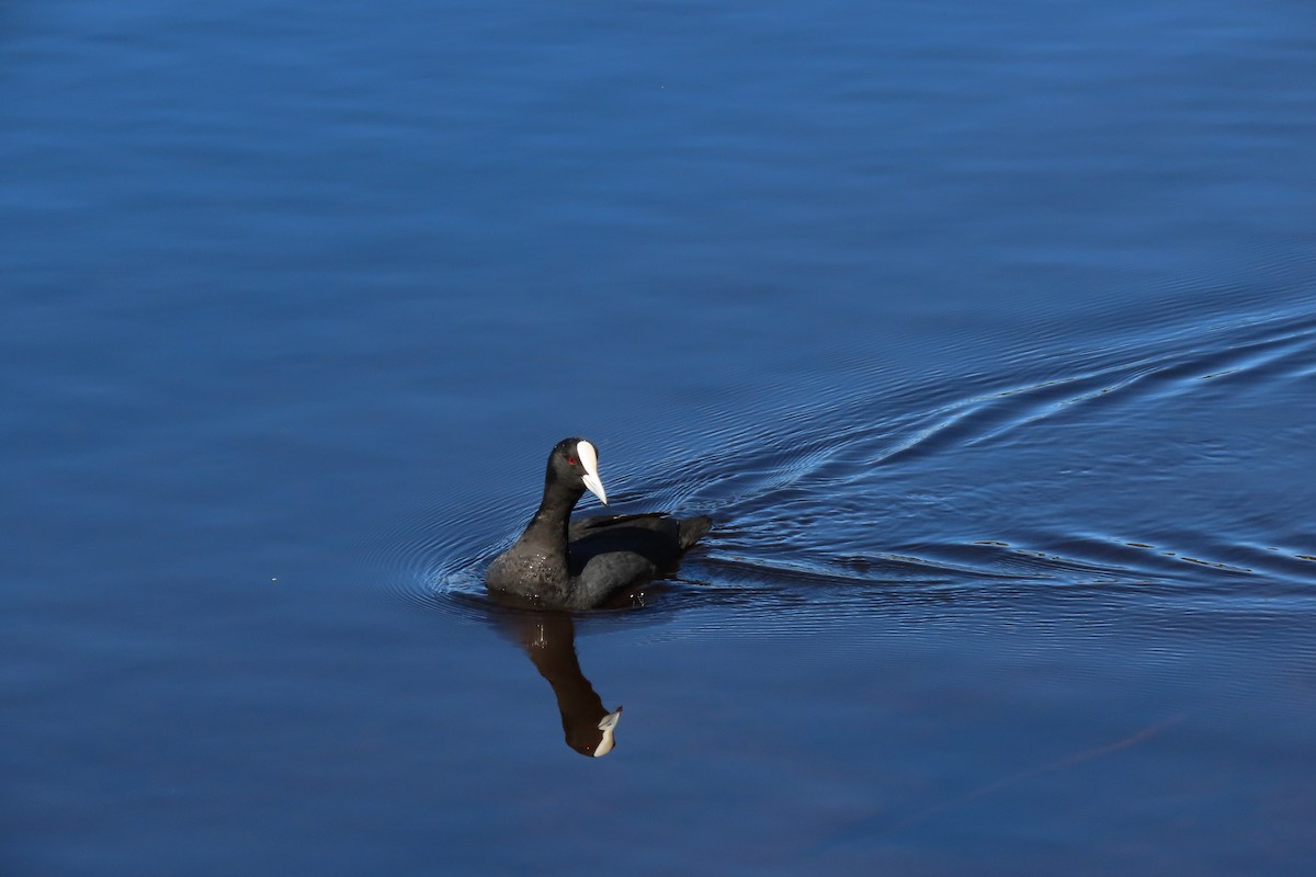 オオバン - ML646020450