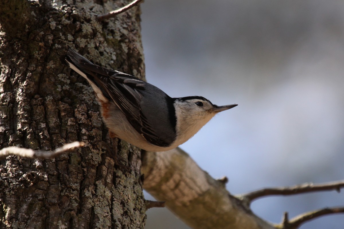 ムナジロゴジュウカラ - ML646020451