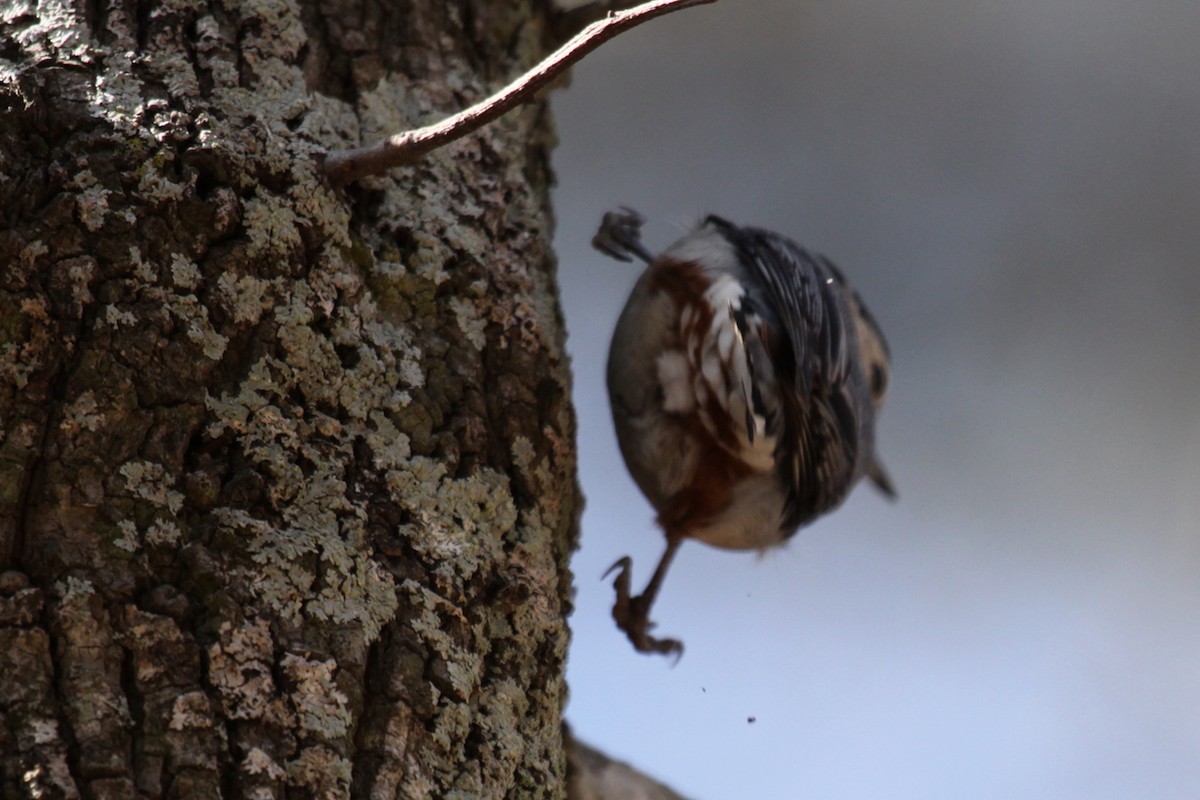 ムナジロゴジュウカラ - ML646020452